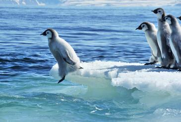 First Plunge Baby Emperor Pinguin, Cape Washington, Antarctica. © Etienne Pierart.